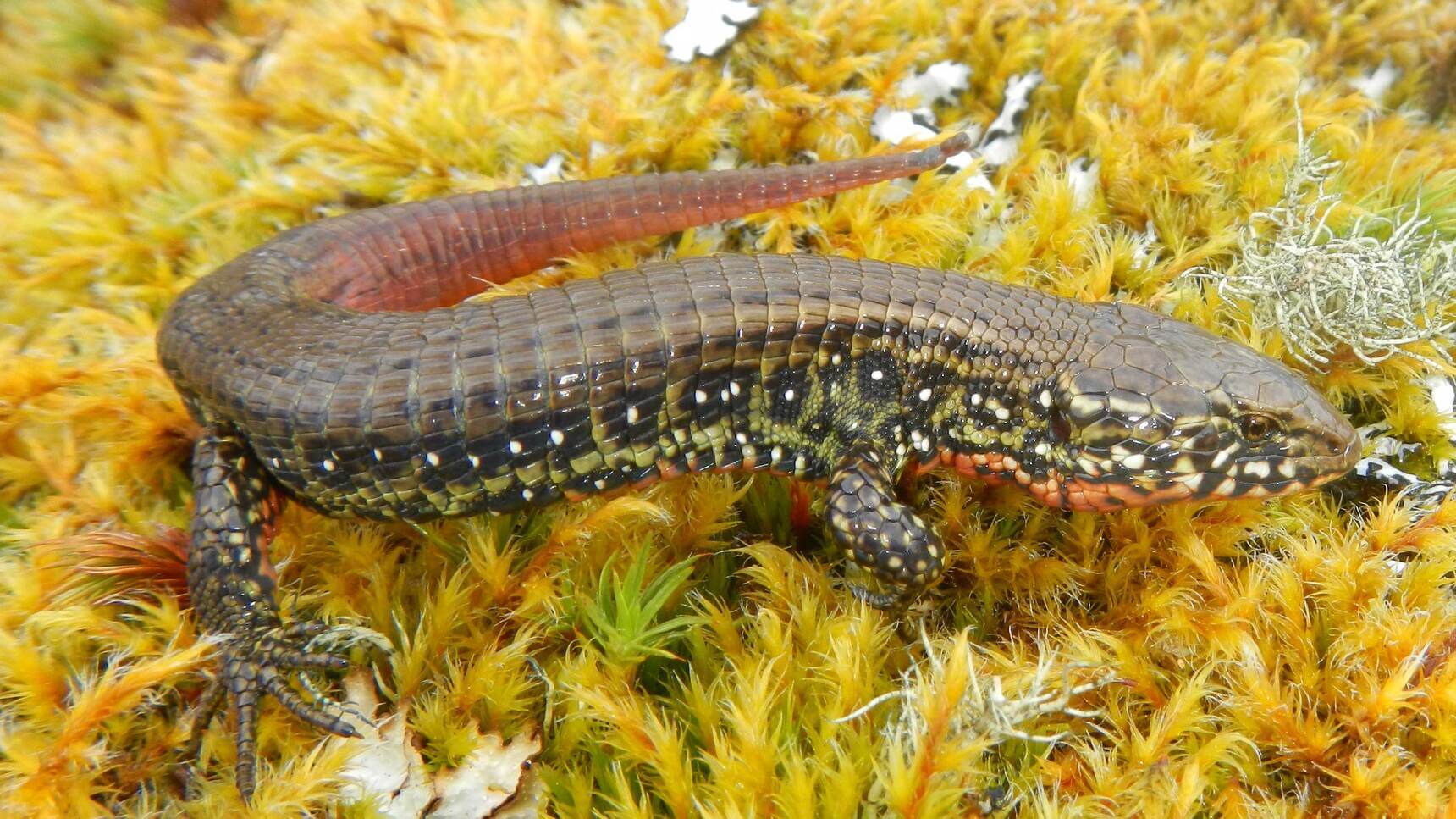 Wilsonaura (Wilsonosaura josyi).