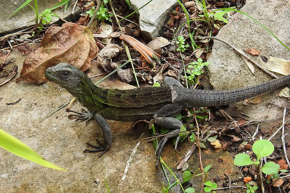 Wishywilly (Ctenosaura oedirhina) en su hábitat.