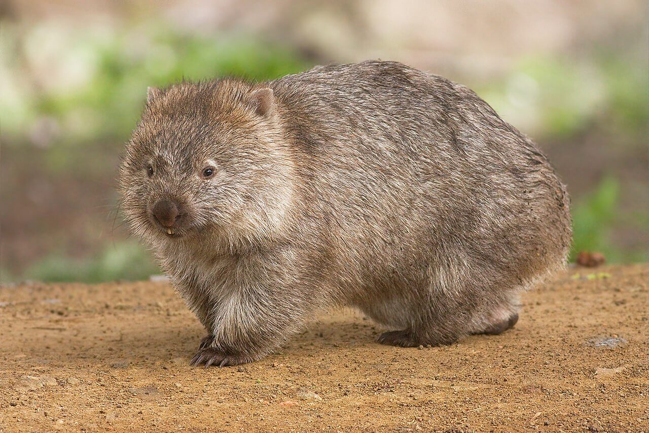 A wombat.