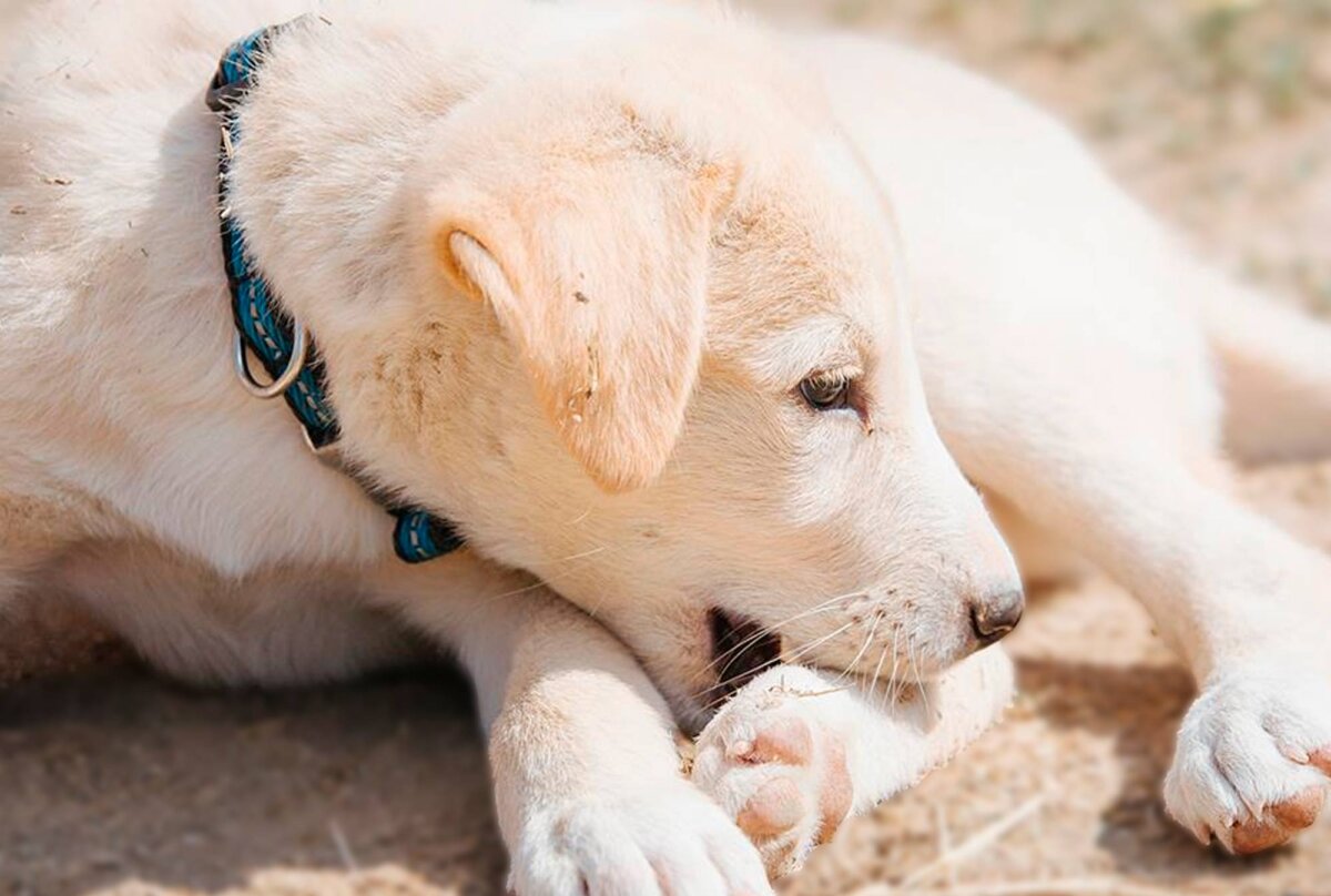 Perro se muerde la pata.