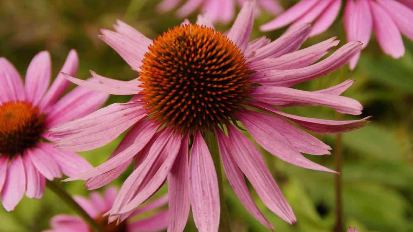 Echinacea flowers.