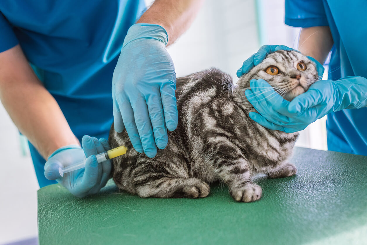 Veterinario vacuna a gato callejero. 