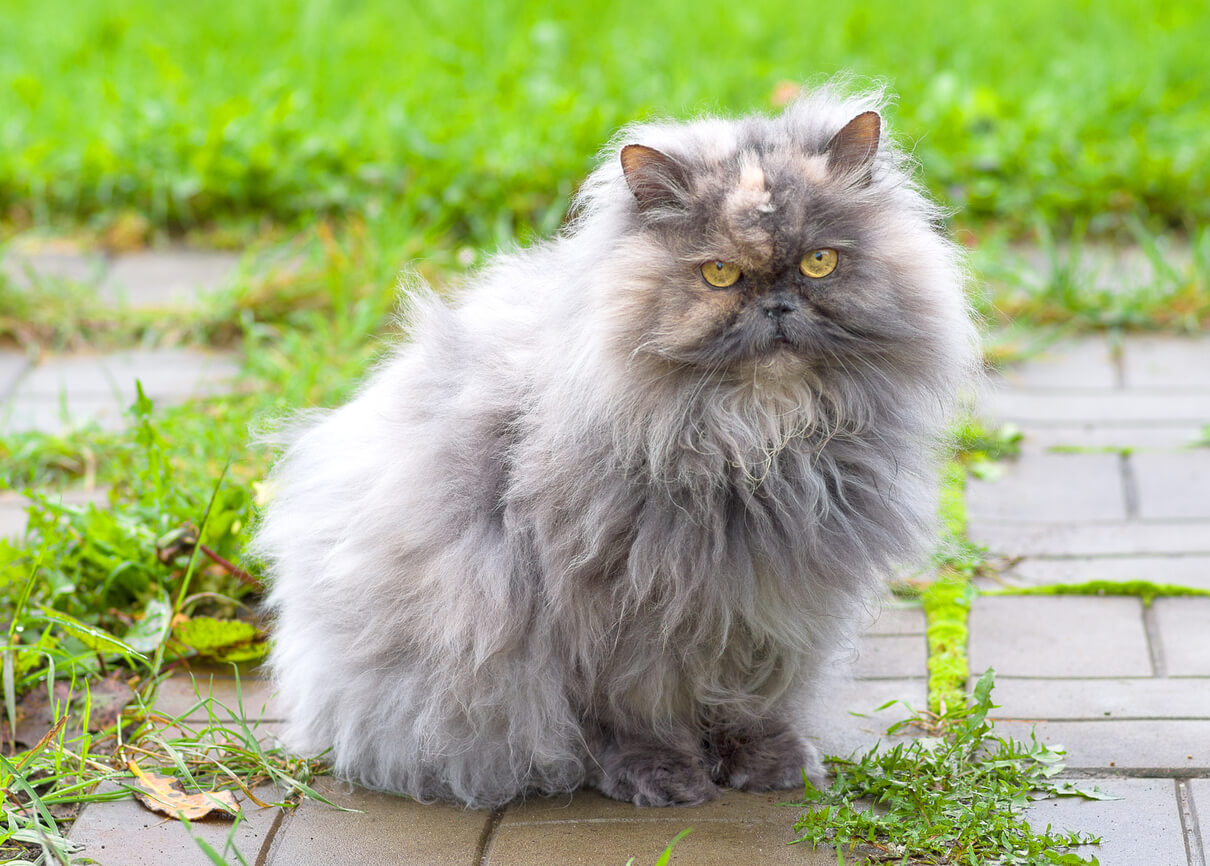 Gato persa al aire libre.