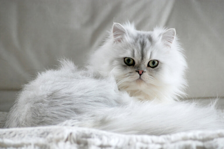 Promedio de vida del gato persa y consejos para extender su salud