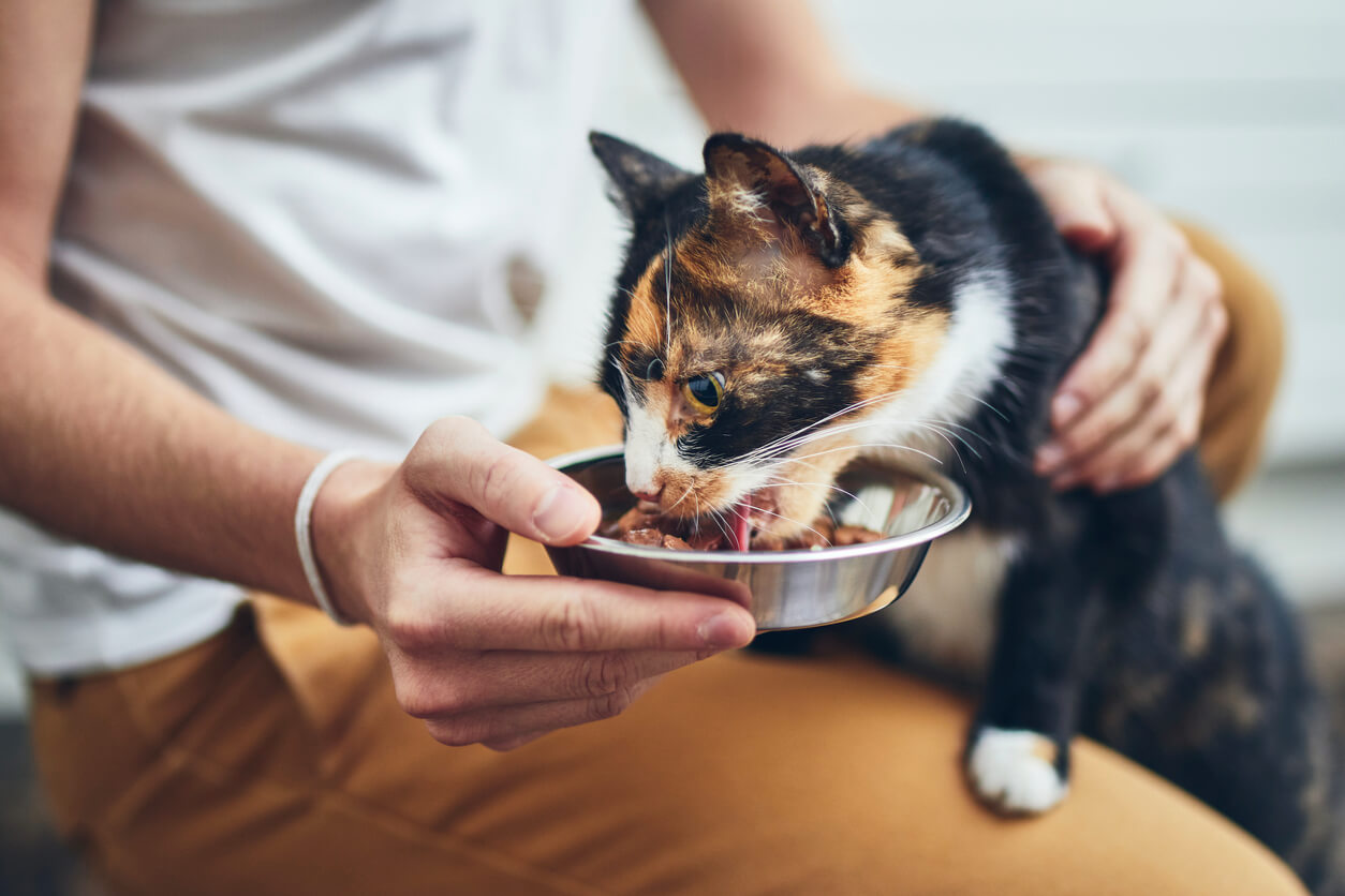 Humano le ofrece alimento a un minino callejero. Por qué un gato llega a tu vida?