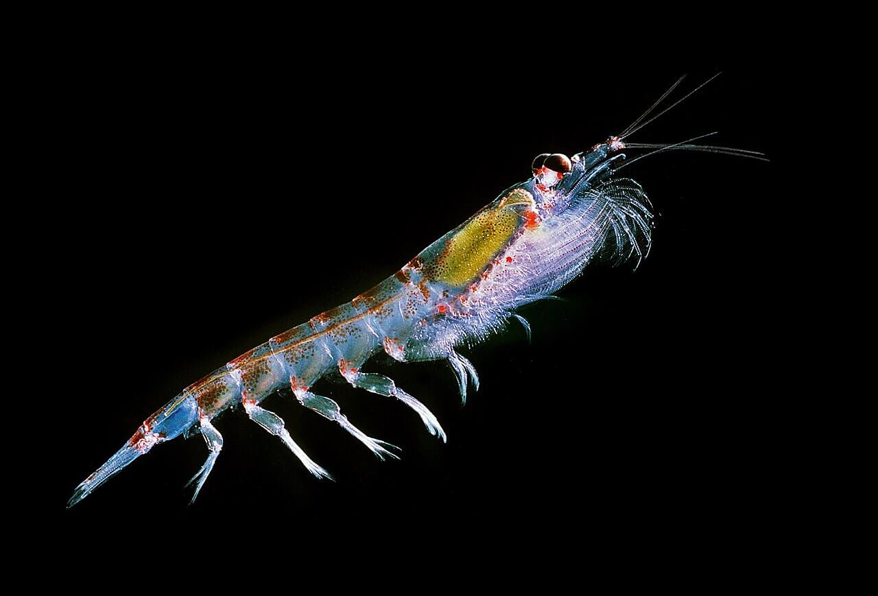 Antarctic Krill.
