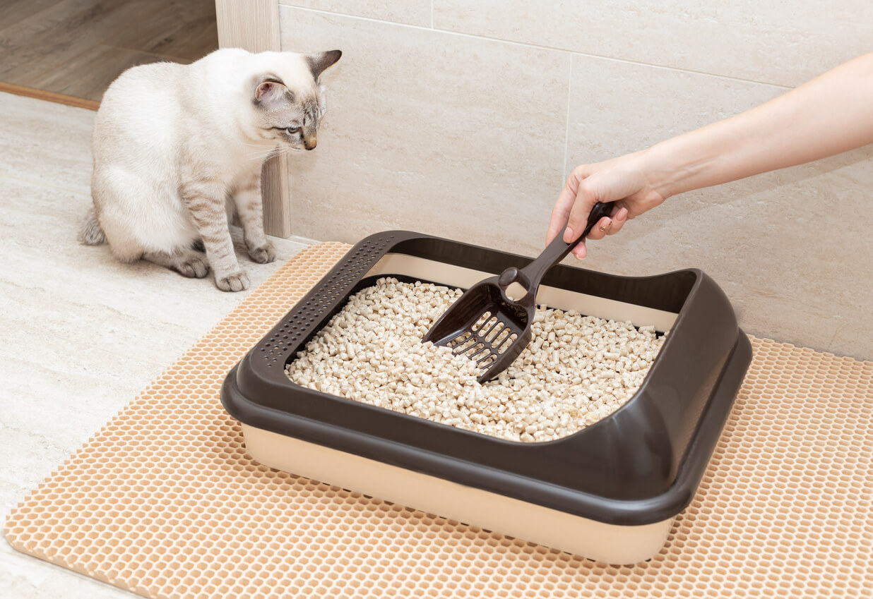 A person scooping out a litter box while a white cat with gray on its ears, face, tail and legs watches.