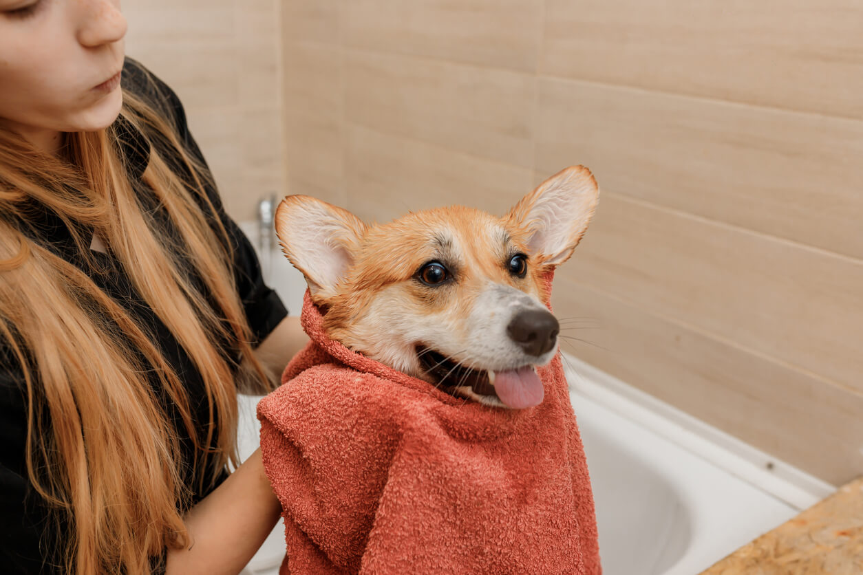 Humana seca con una toalla a un perro después de un baño con bolsas de té de manzanilla para aliviar comezón. 