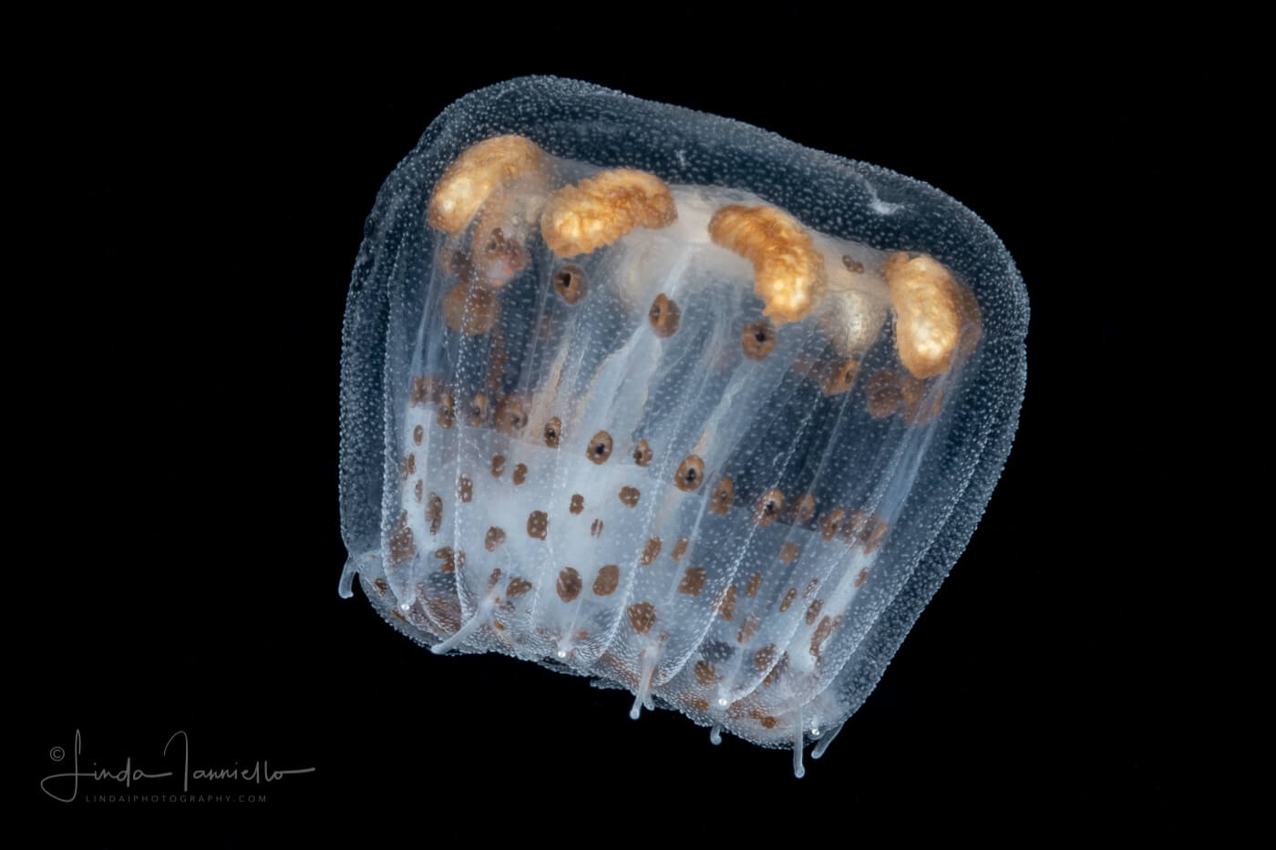 Medusa Linuche unguiculata causante de la picadura de piojo de mar.