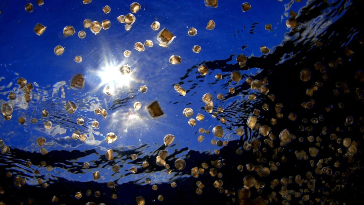 ¿Qué es un piojo de mar y qué hacer si te pica?