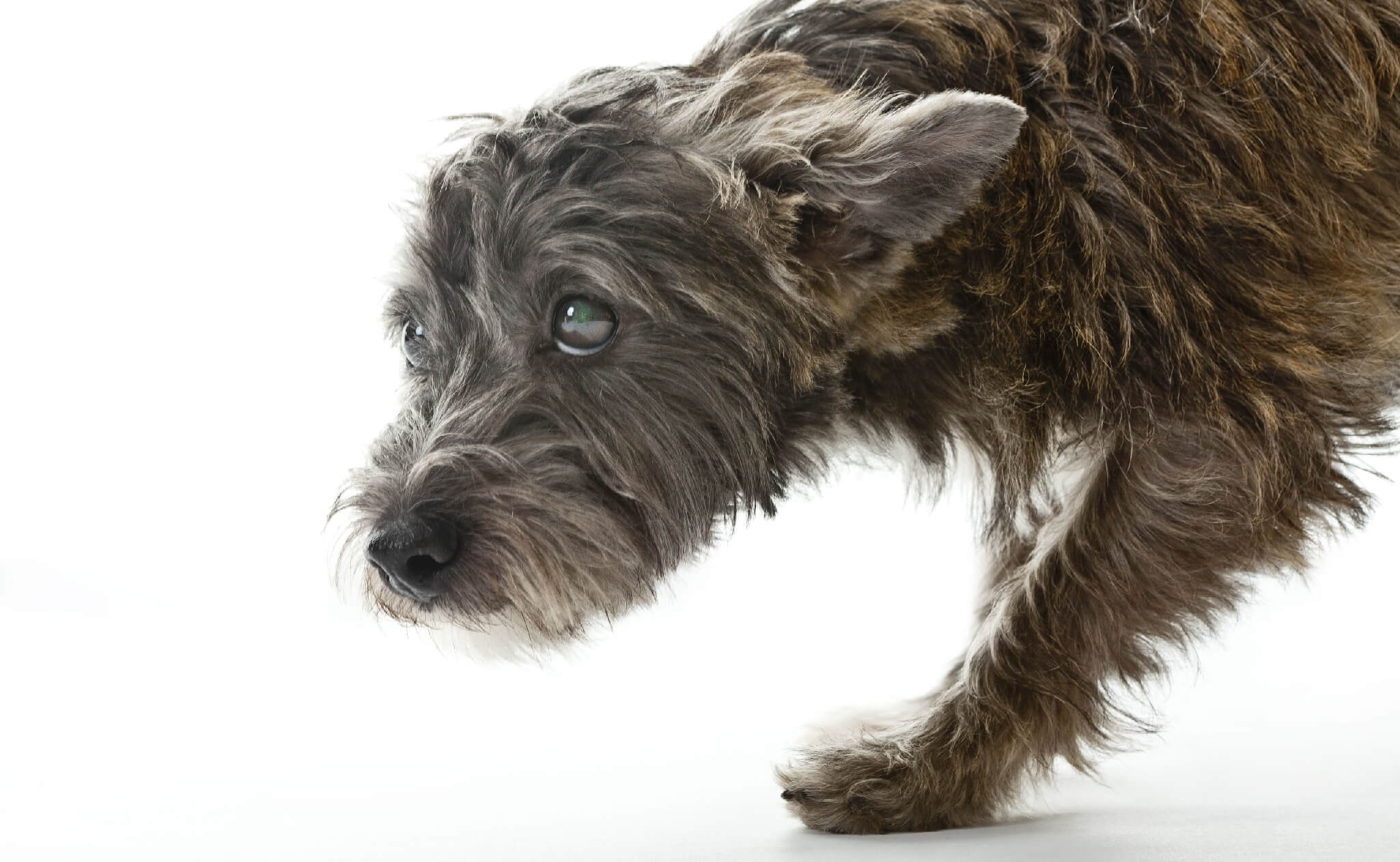 Estas 11 POSTURAS indican que tu perro está triste
