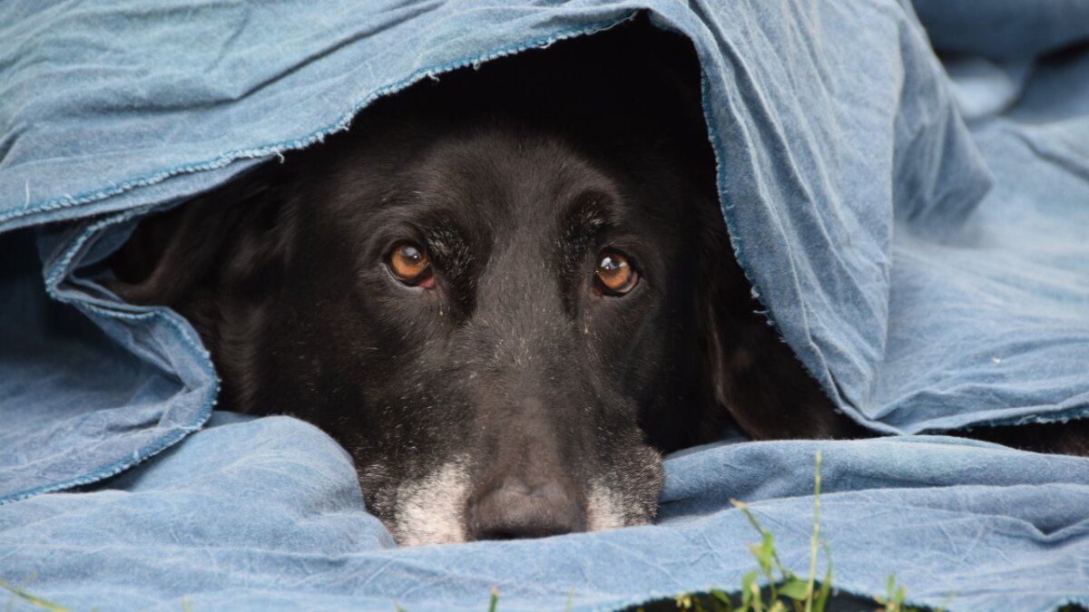 Estas 11 POSTURAS indican que tu perro está triste
