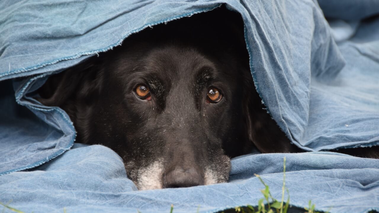 Perro escondido.