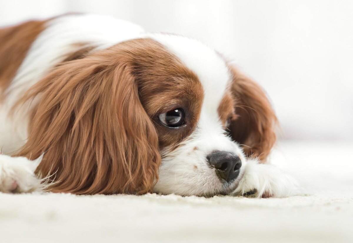 Perro triste con las orejas caídas.