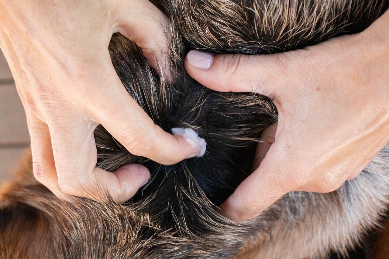 A human's hands putting coconut oil on a dogs skin.