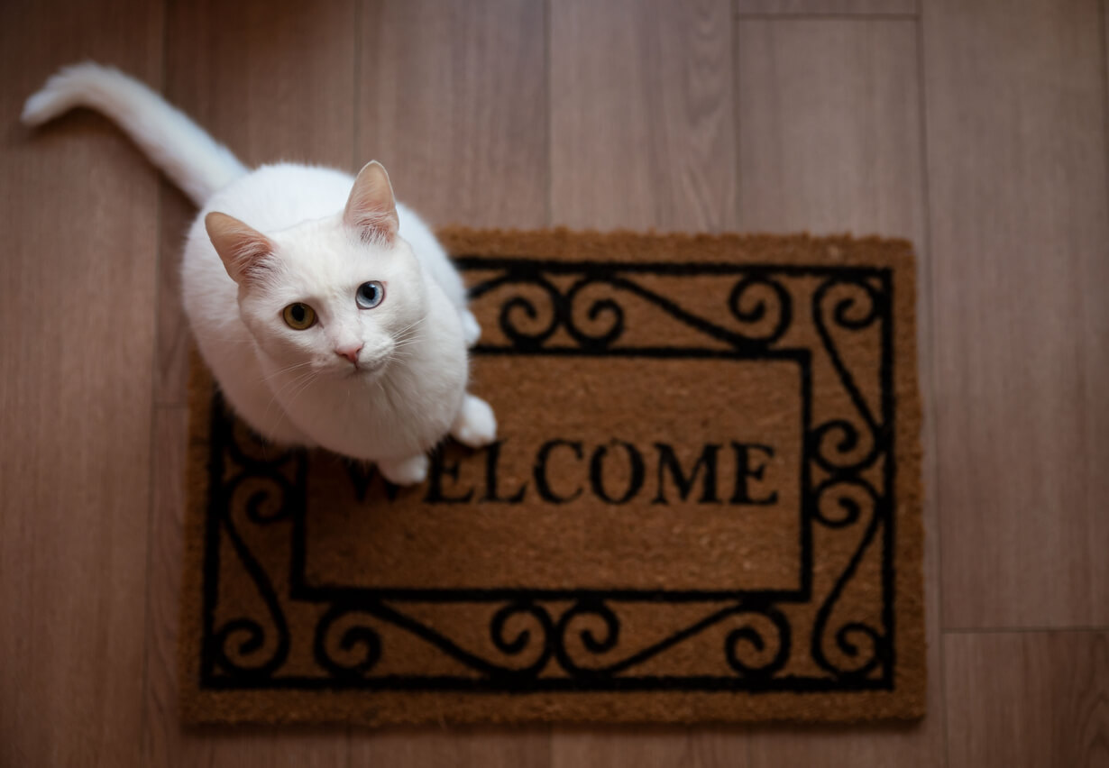 Gato blanco en la entrada de casa sobre una alfombra. ¿Por qué un gato llega a tu vida?