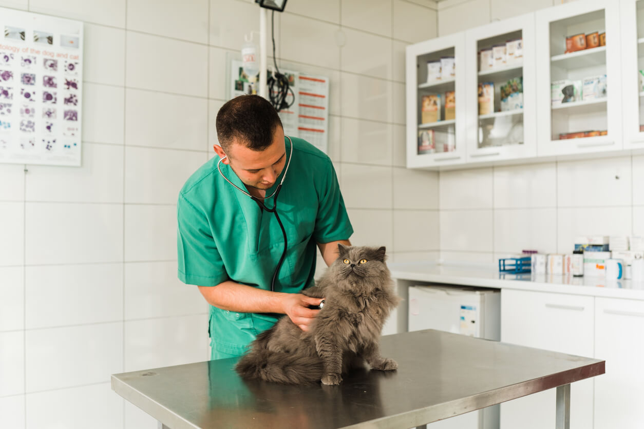 Veterinario examina a un gato persa. 