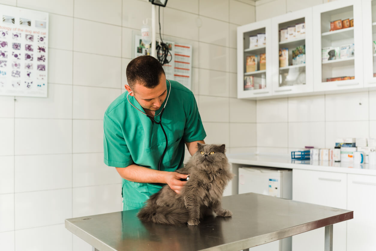 Veterinario examina a un gato persa.