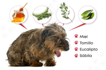 9 remedios caseros para combatir la tos de las perreras