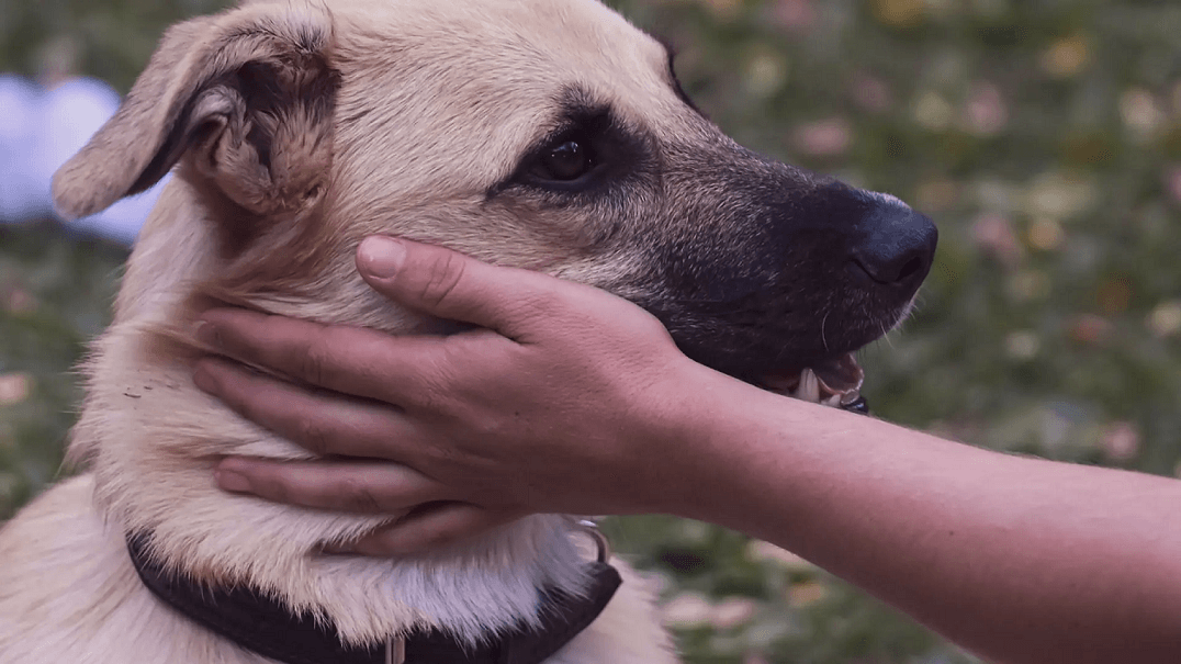 A dog being pet on the neck.