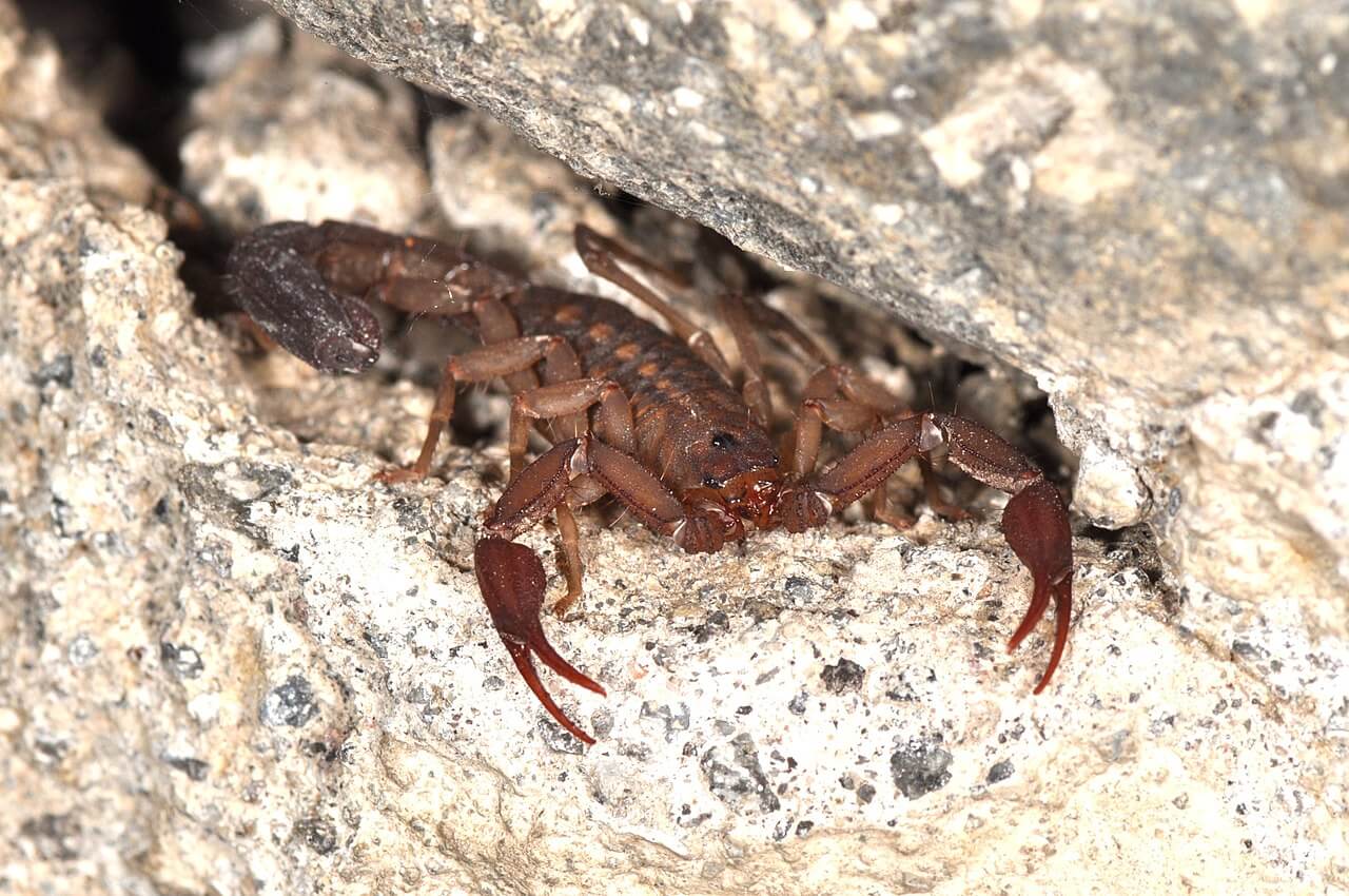 A Morelos scorpion among the rocks.
