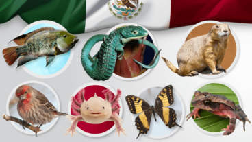 30 animales endémicos de México con sus características