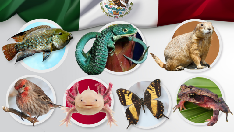 30 animales endémicos de México con sus características