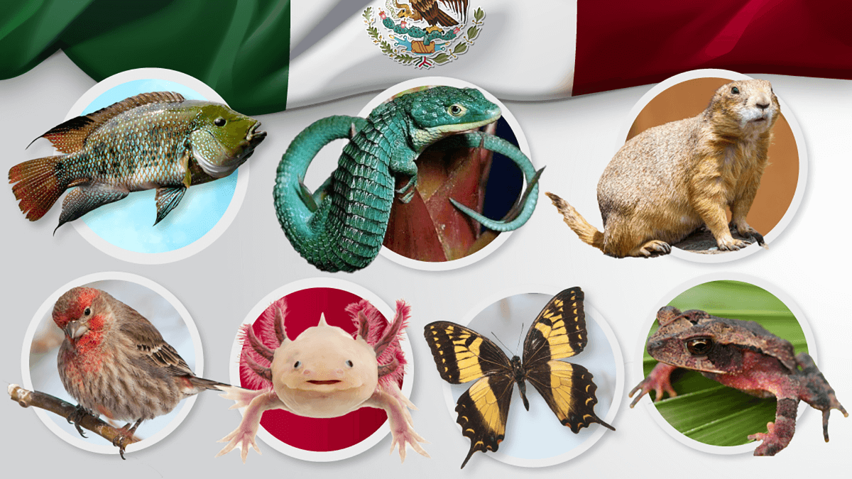 30 animales endémicos de México.