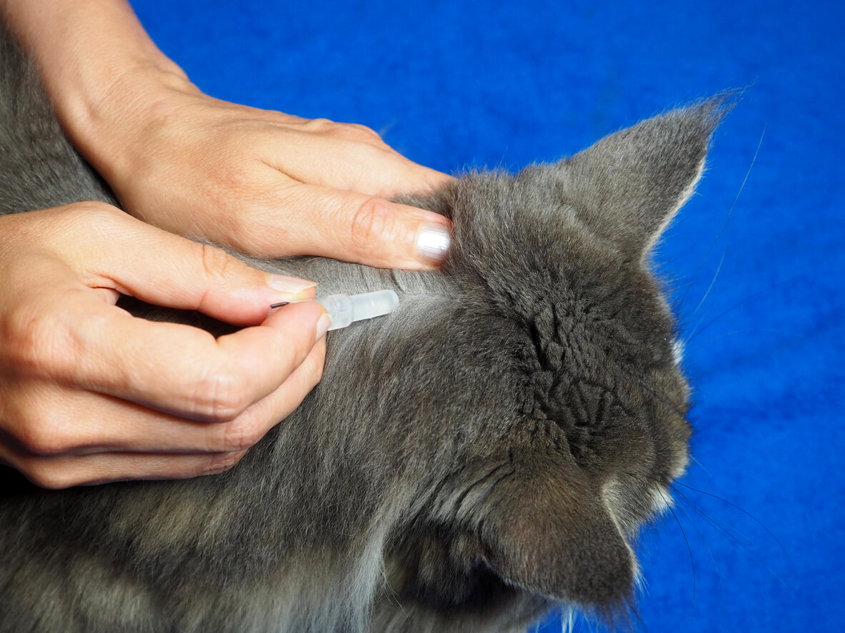 Aplicación de pipetas para gatos en la base de la cabeza.