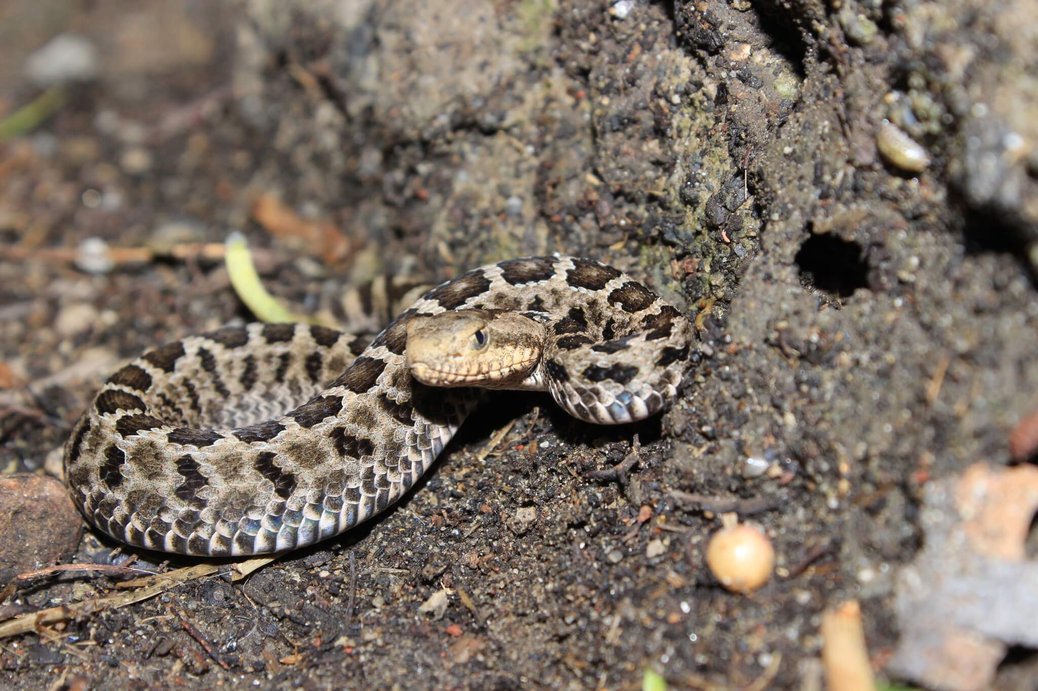 Cascabel pigmea mexicana (Crotalus ravus).