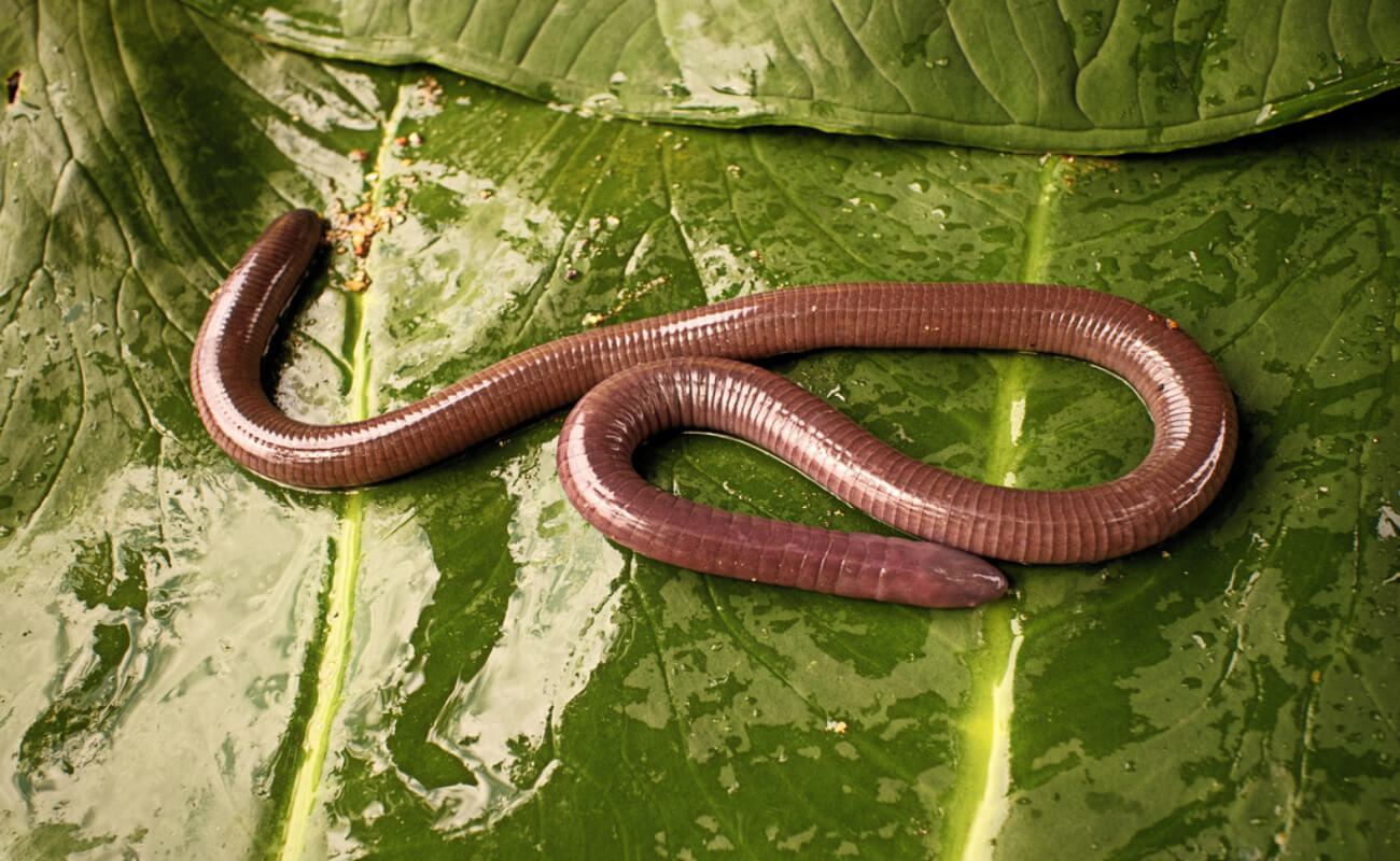 An Oaxacan caecilian on a wet green leaf.