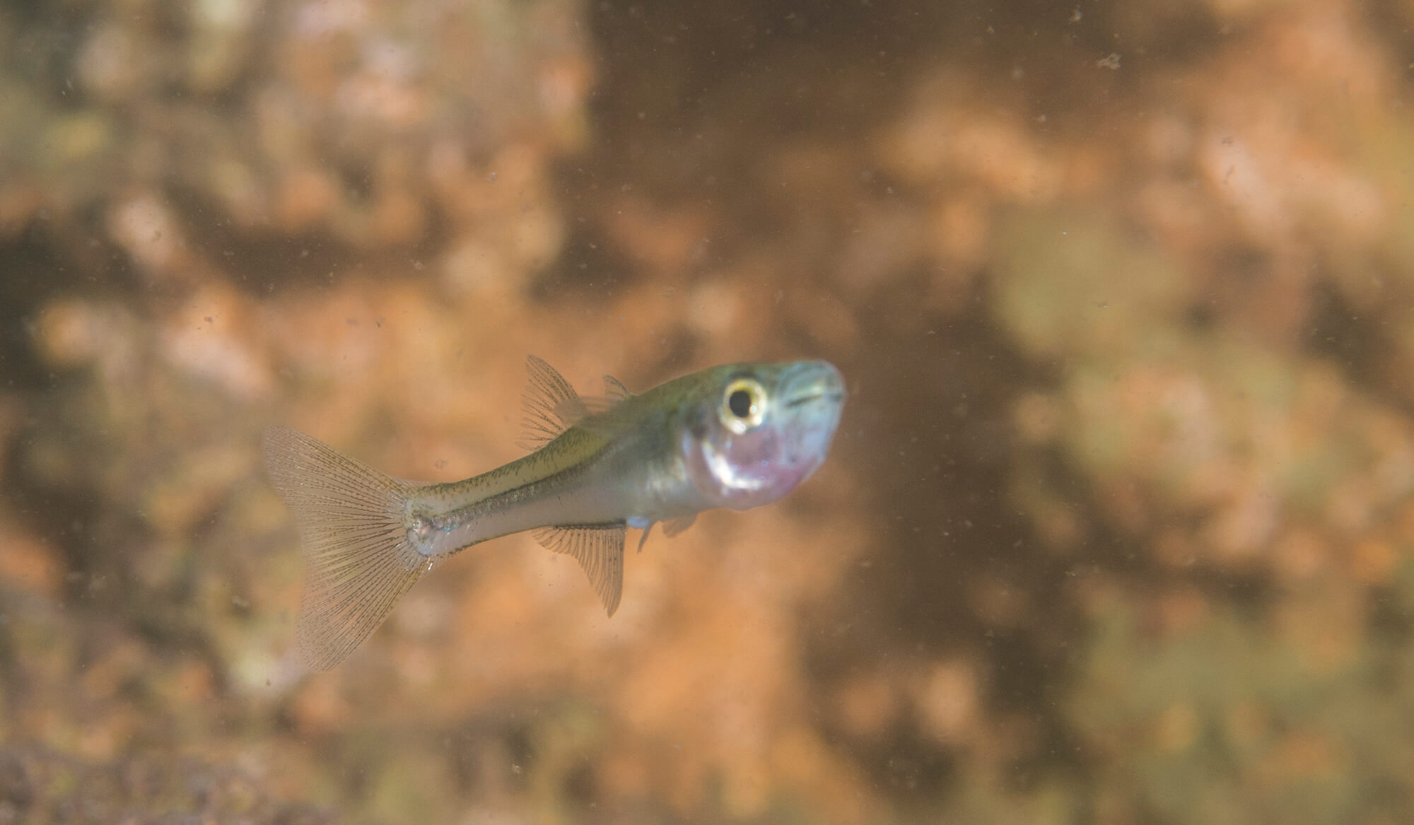 Charal de Alchichica (Poblana alchichica).