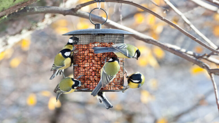 Los 35 mejores comederos para pájaros y aves