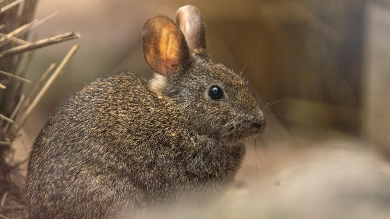 A small volcano rabbit (Romerolagus diazi).