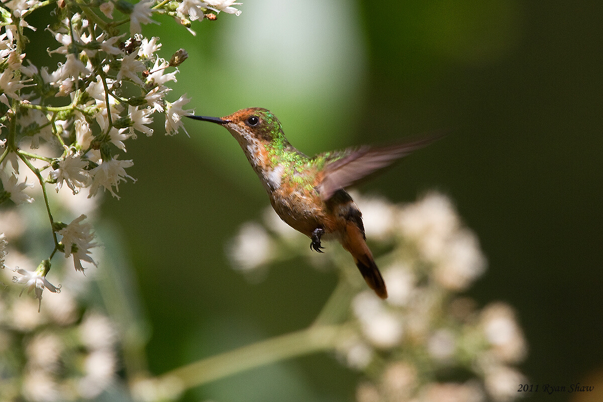 A short-crested coquette looking for nectar from small whiteflowers (Lophornis brachylophus).