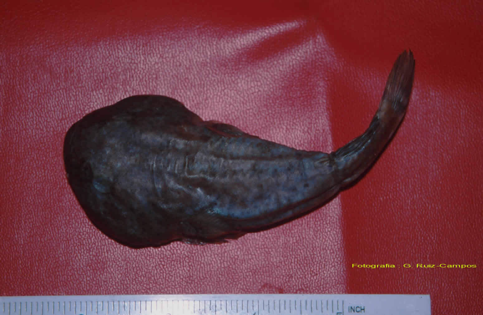 A Gobiesox juniperoserrai specimen set down next to a ruler.