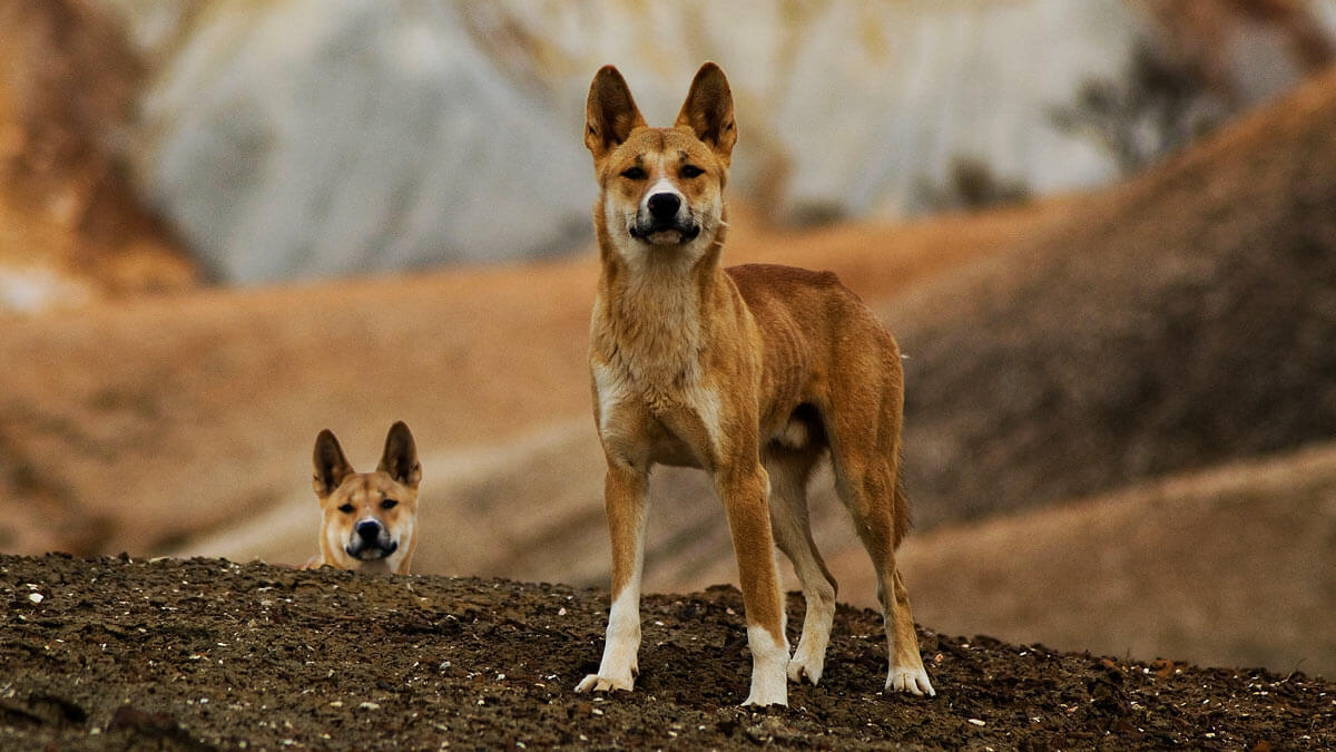 Two dingos.