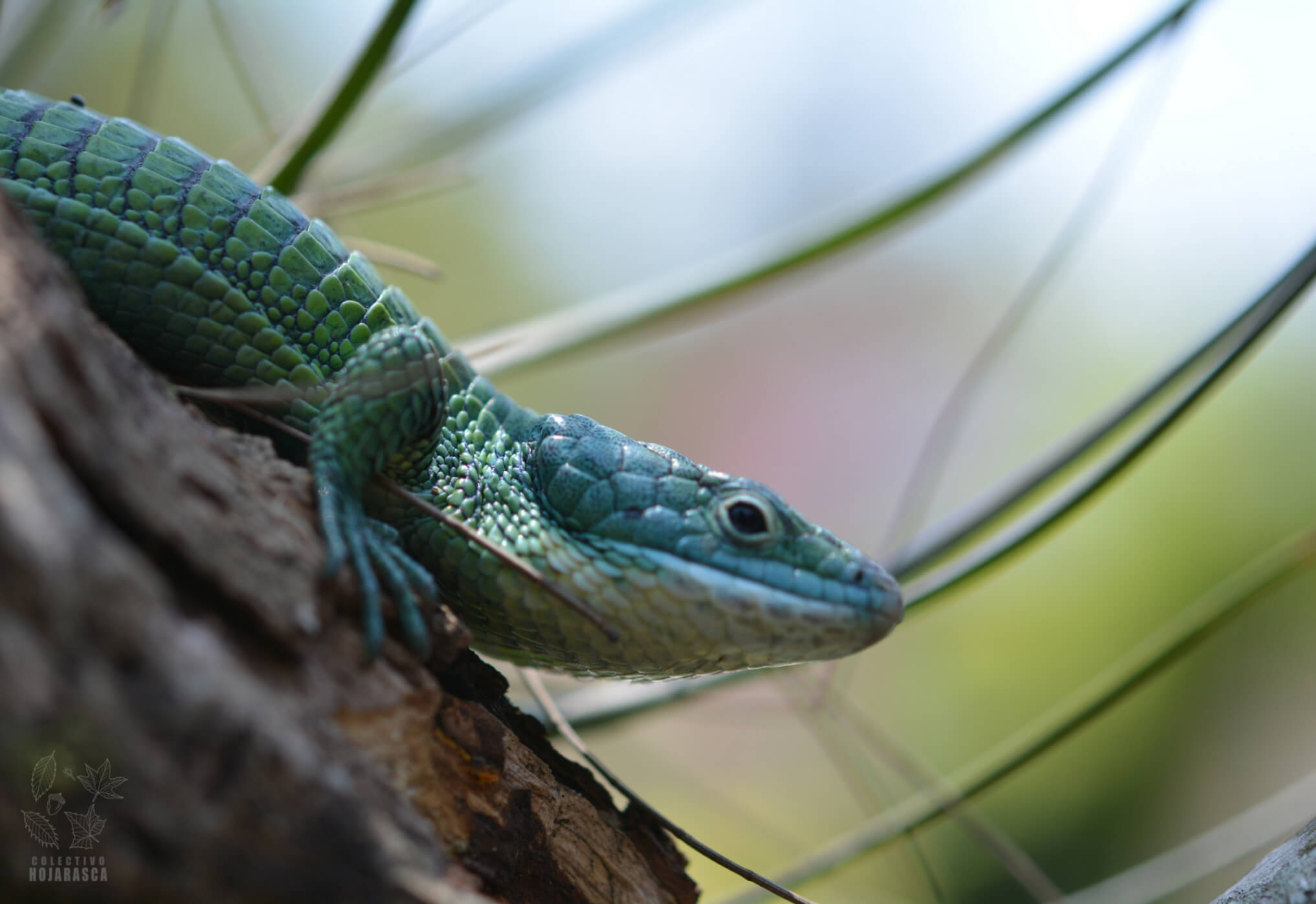 Dragoncito del sur de la sierra Madre Oriental (Abronia graminea).