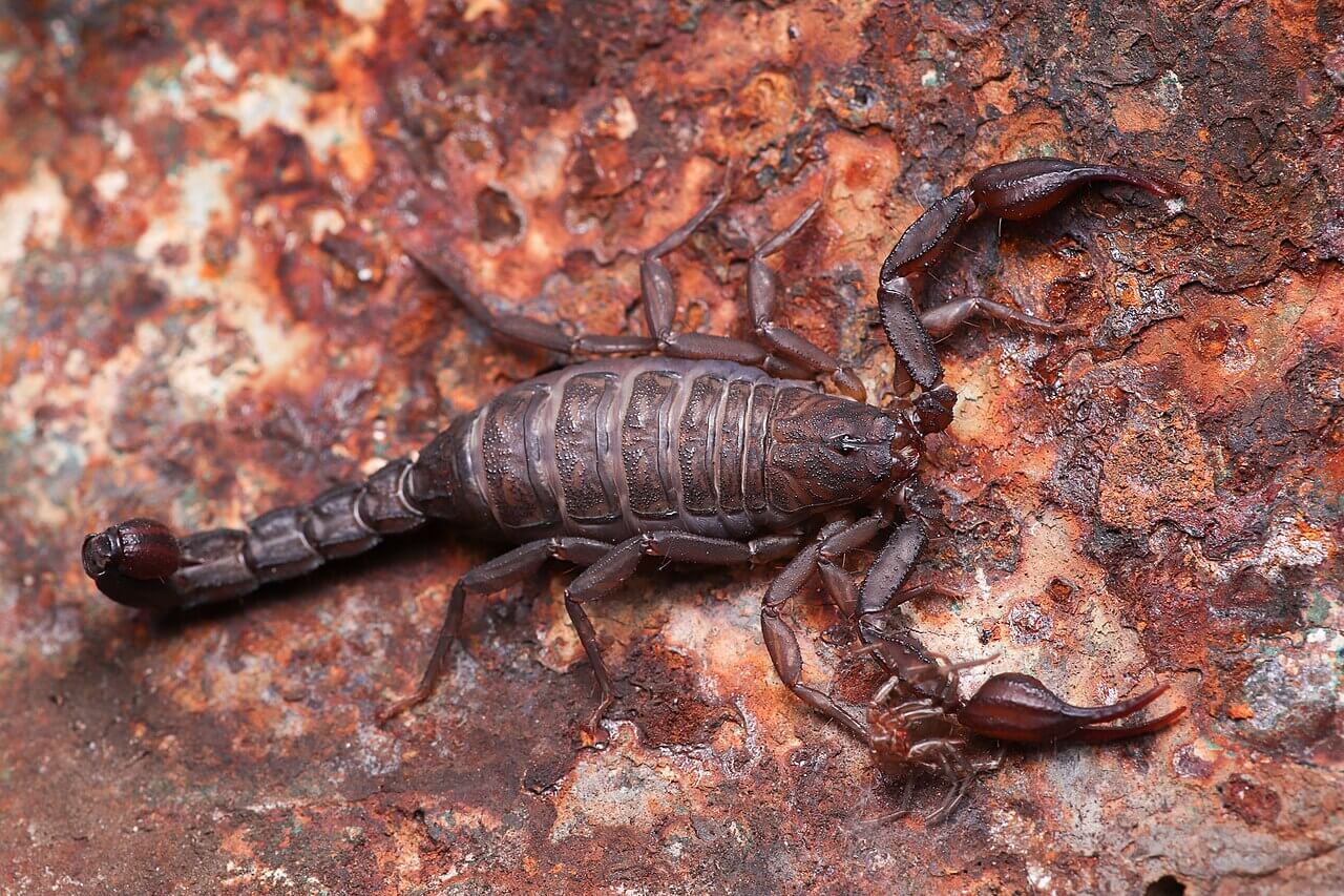 A brownish reddish Mexican scorpion.