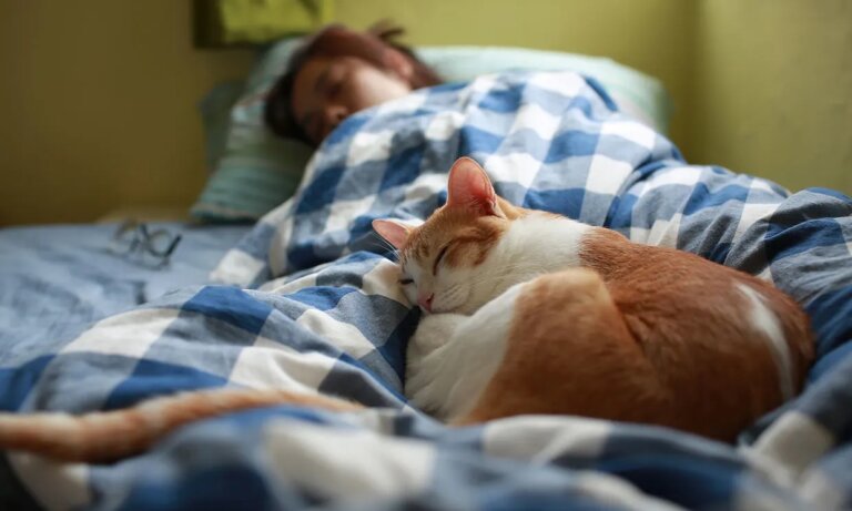 Il gatto dorme con l'uomo.