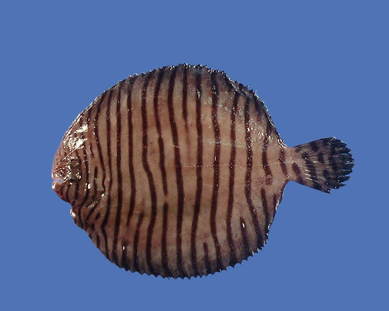 The Gulf of Mexico fringed sole.