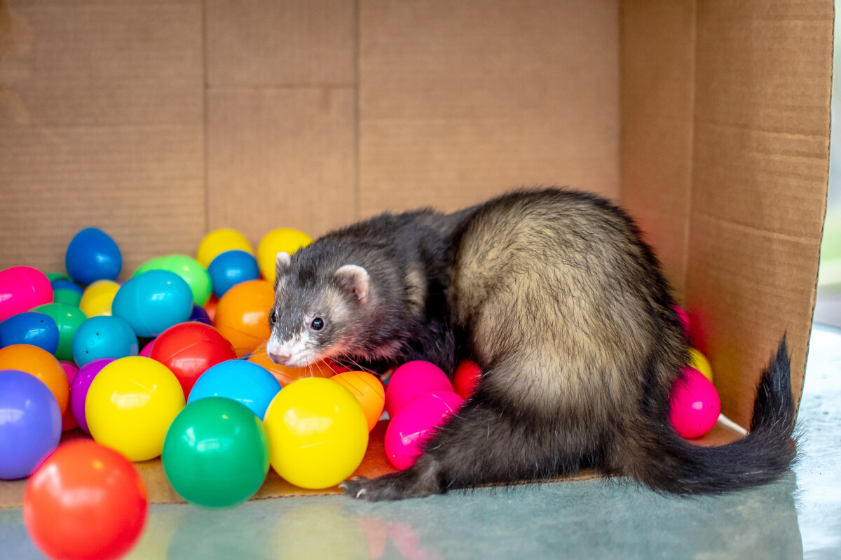 Hurón juega con pelotas de colores en una caja.
