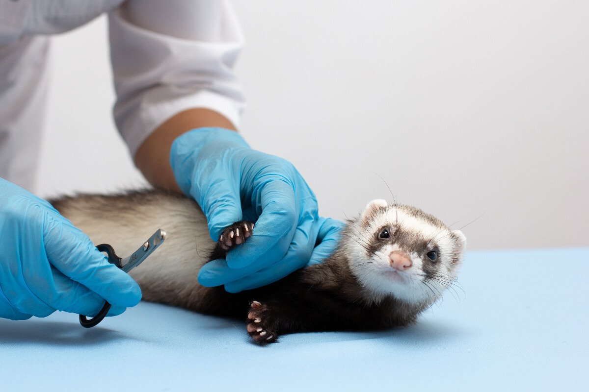 Un veterinario realiza corte de uñas a un hurón. 