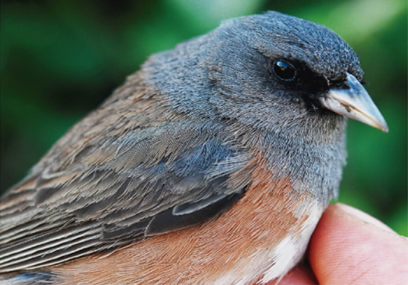A Guadalupe Junco (Junco insularis) perched on a person's hand.