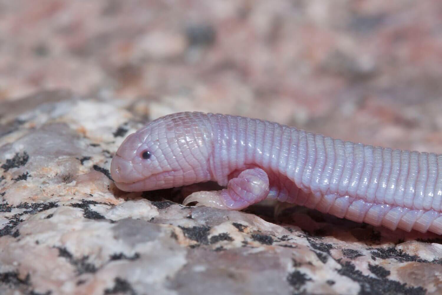 Lagarto topo mexicano (Bipes biporus).