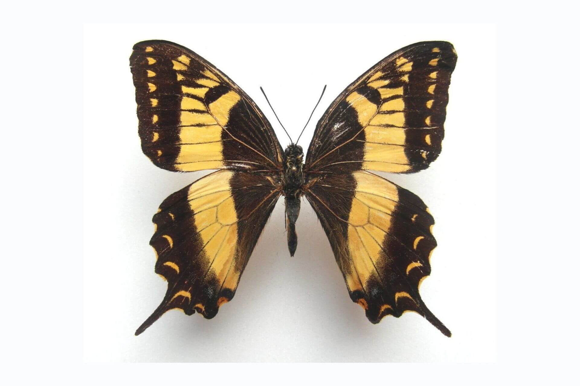 A black and light yellow esperanza swallowtail butterfly.