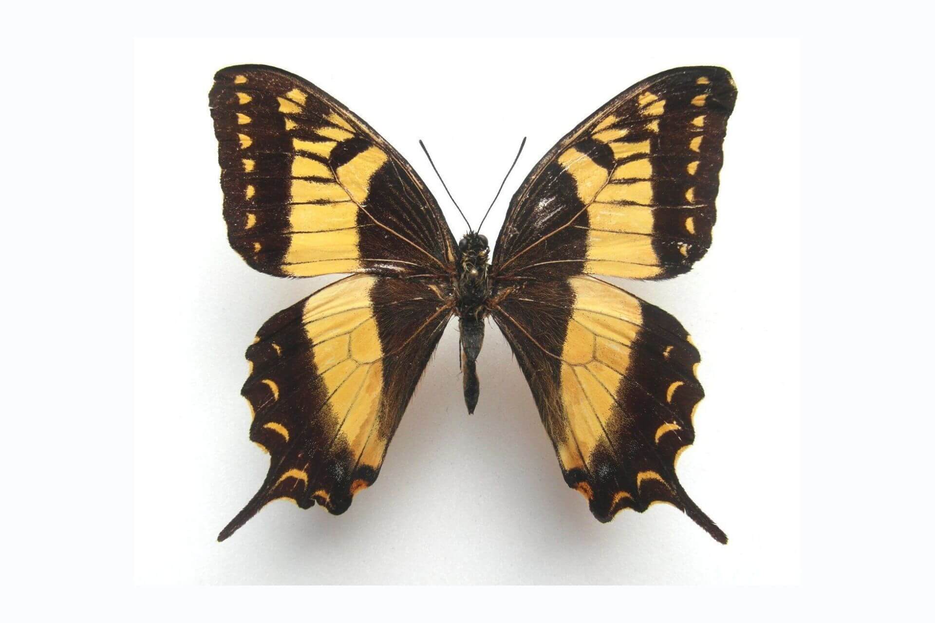 La mariposa esperanza es uno de los animales endémicos de México. 