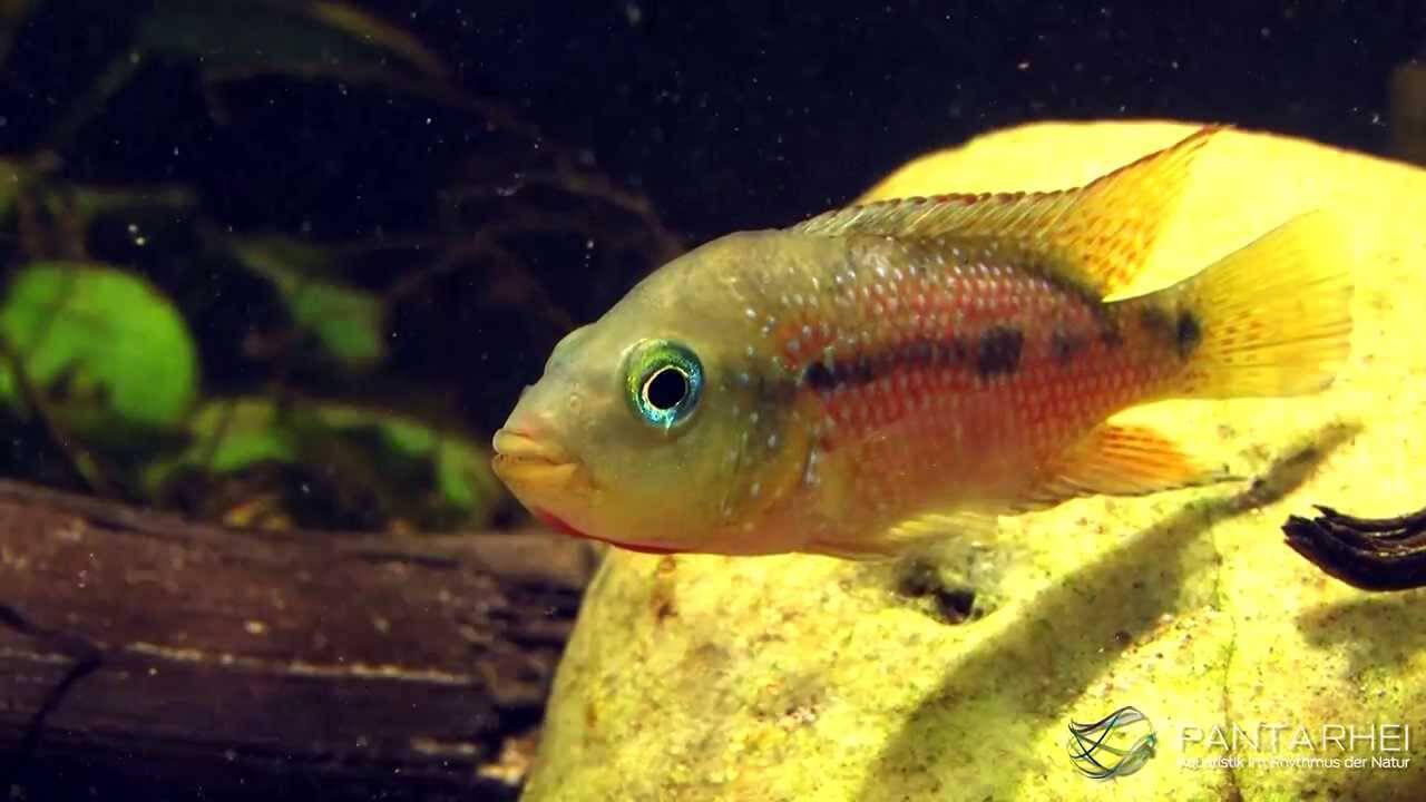 An Amphilophus istlanus swimming.