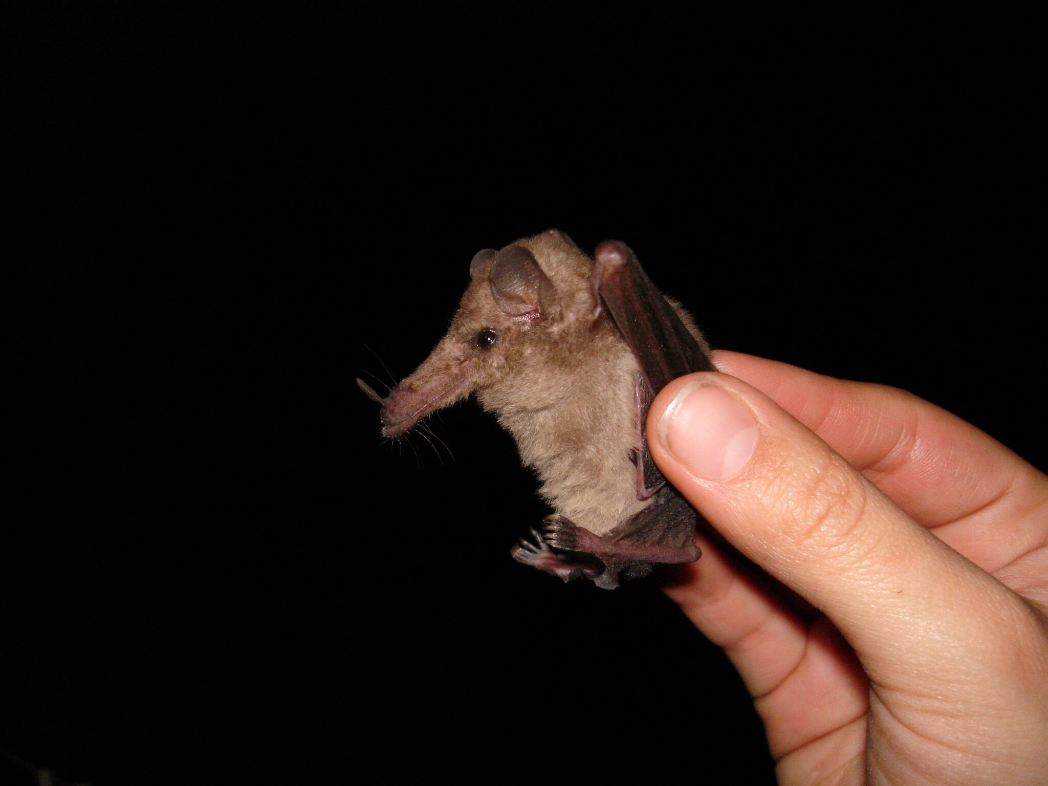 Murciélago platanero (Musonycteris harrisoni).