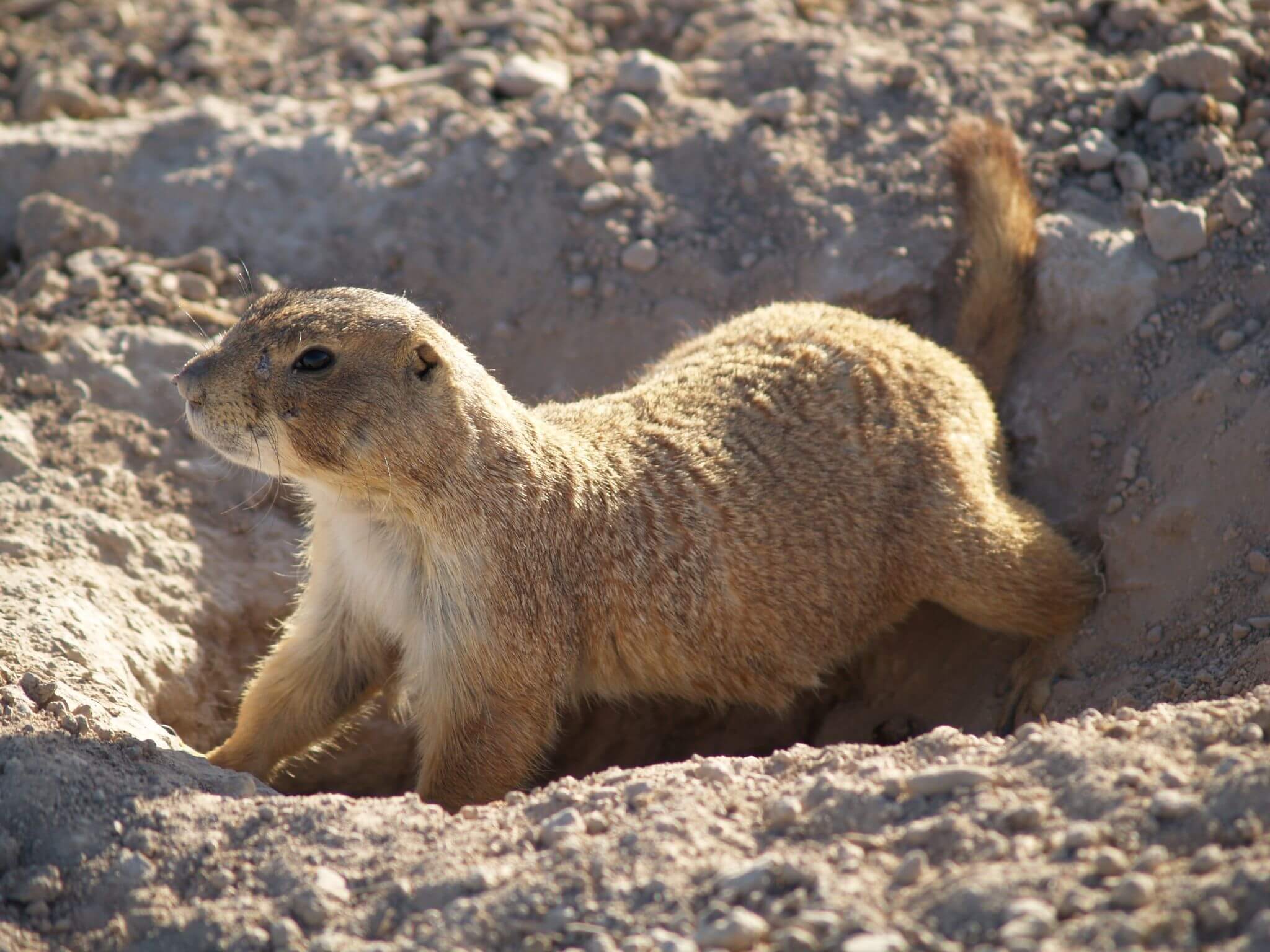 A Mexican prairie dog (Cynomys mexicanus) crawling out of an underground tunnel.